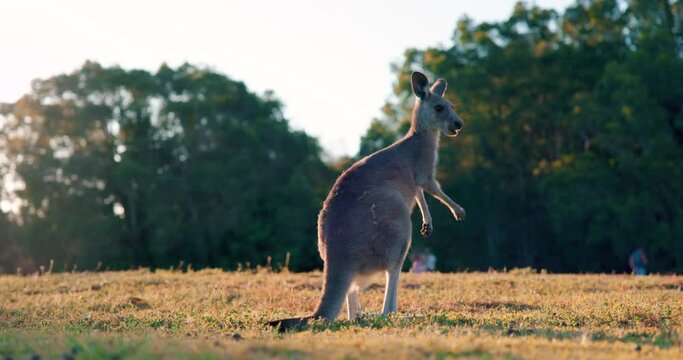 Wild Kangaroos and joeys on open grass land in Gold Coast, Queensland, Australia