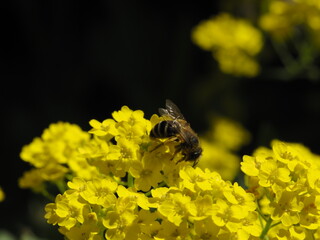 Felsensteinkraut in mit einer Biene in der Blüte