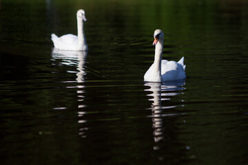 A couple of swans on the lake