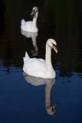 A couple of swans on the lake