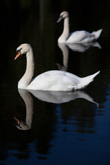 A couple of swans on the lake