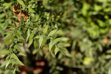Fototapeta premium Spiny butchers broom
