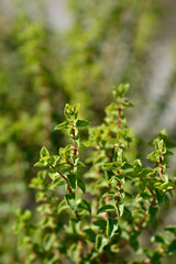 Balearic St Johns-wort