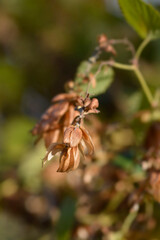 Common hop