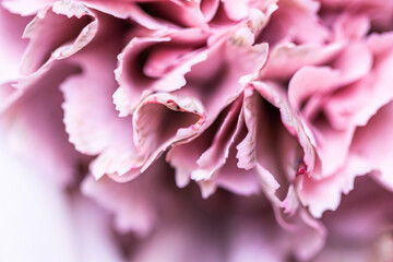 Abstract floral background, pink carnation flower petals. Macro flowers backdrop for holiday brand design