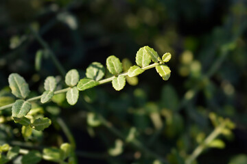 Wintercreeper Minimus