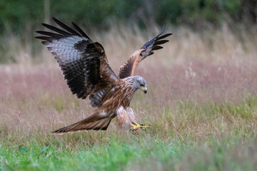Red Kite