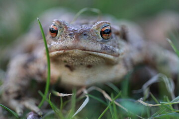 Nahaufnahme Frosch im Gras