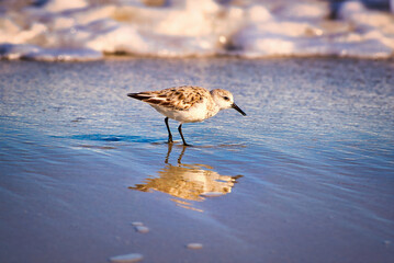 A red knot wading in the surf with a beautiful reflection in the water and foam in the background.