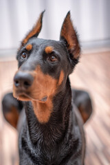 Portrait of a dog Doberman breed close-up in a city apartment.