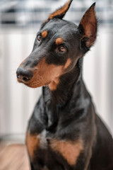 Portrait of a dog Doberman breed close-up in a city apartment.
