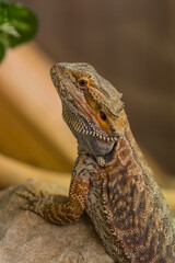 Detail of Bearded dragon (pogona) 