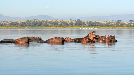 Naklejka premium Hippos in the lake. Lake Naivasha national park, Kenya.