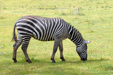 Fototapeta na wymiar Zebra grazing on the meadow. Nakuru Lake national park, Kenya.