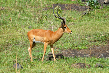 Male impala antelope grazing in the meadow. Nakuru Lake national park, Kenya.