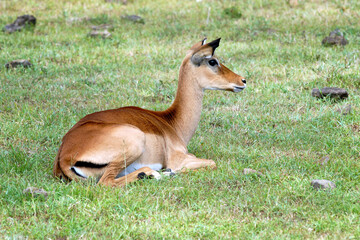 Female impala antelope laying on the grass. Nakuru Lake national park, Kenya.