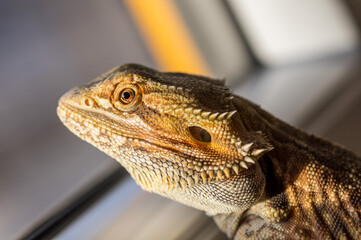 Detail of Bearded dragon (pogona) looking out of the window