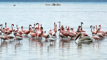 Fototapeta premium Flamingos in the lake. Nakuru Lake national park, Kenya.