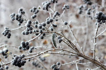 Czarny bez