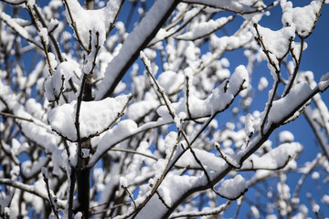 snow covered branches