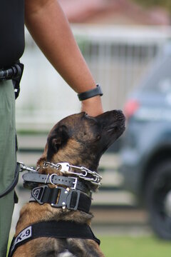 Police Dog