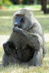 Baboon has a breakfast on the grass. Maasai Mara National Reserve, Kenya.