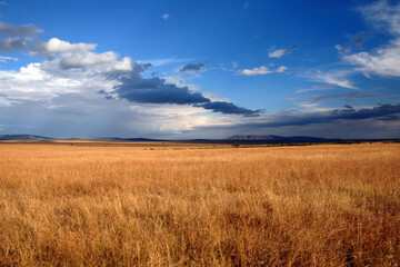 Sunset savanna landscape with dramatic cloudy sky. Maasai Mara National Reserve, Kenya.