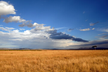 Obraz premium Sunset savanna landscape with dramatic cloudy sky. Maasai Mara National Reserve, Kenya.