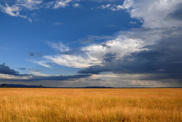 Obraz premium Sunset savanna landscape with dramatic cloudy sky. Maasai Mara National Reserve, Kenya.