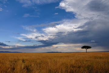 Sunset savanna landscape with dramatic cloudy sky and lonely tree. Maasai Mara National Reserve,...