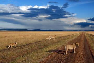 Pride of lions on the dirt road on the background of dramatic cloudy sky. Maasai Mara National Reserve, Kenya.