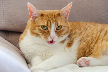 portrait of ginger cat on the couch