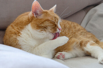 ginger cat licking paw
