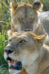 Portrait of two lionesses laying in the grass. Maasai Mara National Reserve, Kenya.