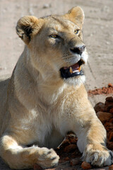 Portrait of lionesse. Maasai Mara National Reserve, Kenya.