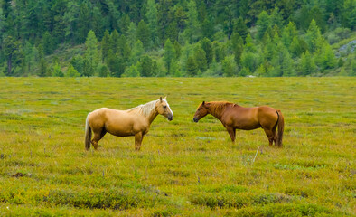 Naklejka na ściany i meble pair of brown horses graze on a green pasture, outdoor rural scene