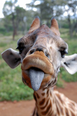 Portrait of a giraffe sticking his tongue out. Kenya.