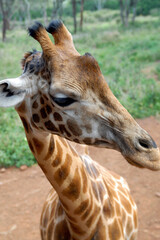 Portrait of a giraffe. Kenya.