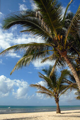 Fototapeta na wymiar Indian ocean and tropical beach with palms. Diani Beach, surroundings of Mombasa, Kenya.