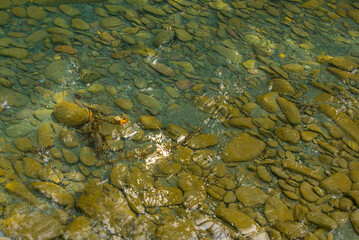 closeup small river rushing over the stony riverbed