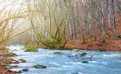 Obraz na płótnie Canvas beautiful emerald river rushing through the red autumn forest, natural scene