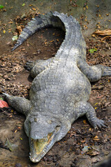 A crocodile with open mouth. Kenya.