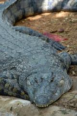 A crocodile resting on the ground. Kenya.