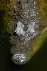 Portrait of a crocodile in the water. Kenya.