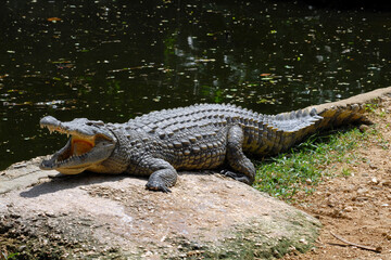 A crocodile with open mouth on the lake shore. Kenya.