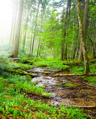 small brook flow throug the green forest, summer outdoor scene