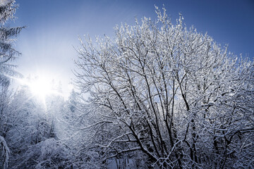 snow covered trees