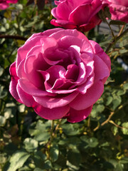 Pink rose in garden