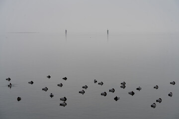 Flocks of ducks sleeping on a foggy winter morning along the shores of the Upper Zurich Lake (Obersee) near Rapperswil, St. Gallen, Switzerland