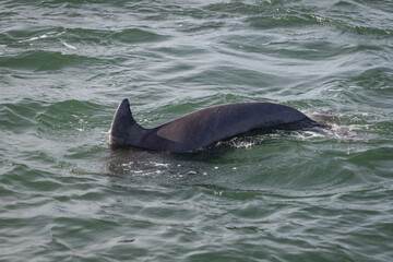 Dolphins at Cape Lookout, North Carolina